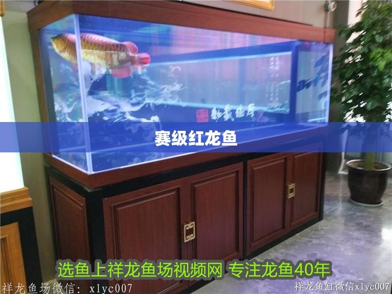 賽級印尼紅龍價格（印尼紅龍魚市場價格譜系統(tǒng)的收藏市場報價集中在2000元） 賽級印尼紅龍價格（印尼紅龍魚市場價格譜系統(tǒng)的收藏市場報價集中在2000元） 龍魚論壇 第1張