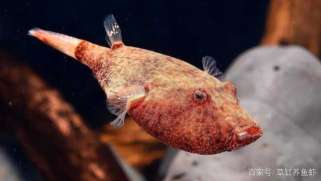 狗頭魚學(xué)名(狗頭魚的學(xué)名是什么?) 龍魚論壇 第21張 狗頭魚學(xué)名(狗頭魚的學(xué)名是什么?) 狗頭魚學(xué)名(狗頭魚的學(xué)名是什么?) 龍魚論壇 第21張