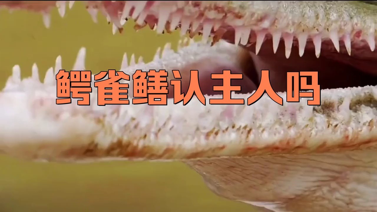 鱷雀鱔認主人嗎（《鱷雀鱔認主人嗎》鱷魚養久了會認主人嗎） 鱷雀鱔認主人嗎（《鱷雀鱔認主人嗎》鱷魚養久了會認主人嗎） 龍魚論壇 第2張