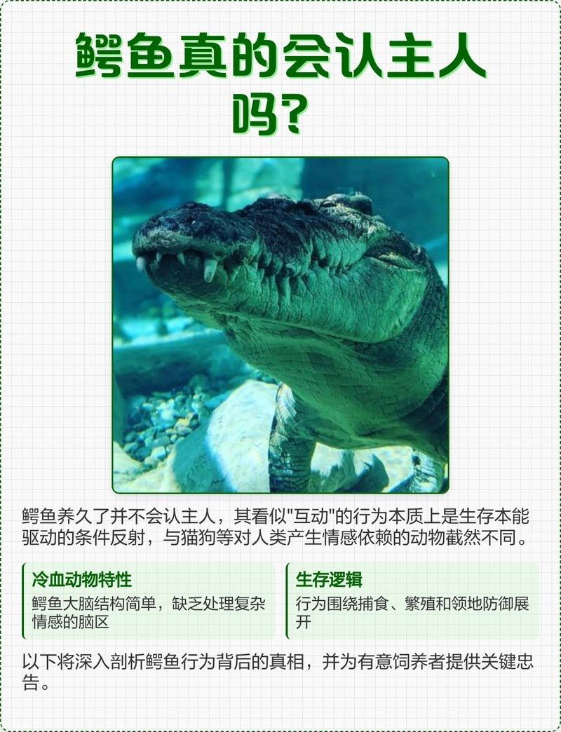 鱷雀鱔認主人嗎（《鱷雀鱔認主人嗎》鱷魚養久了會認主人嗎） 鱷雀鱔認主人嗎（《鱷雀鱔認主人嗎》鱷魚養久了會認主人嗎） 龍魚論壇 第1張