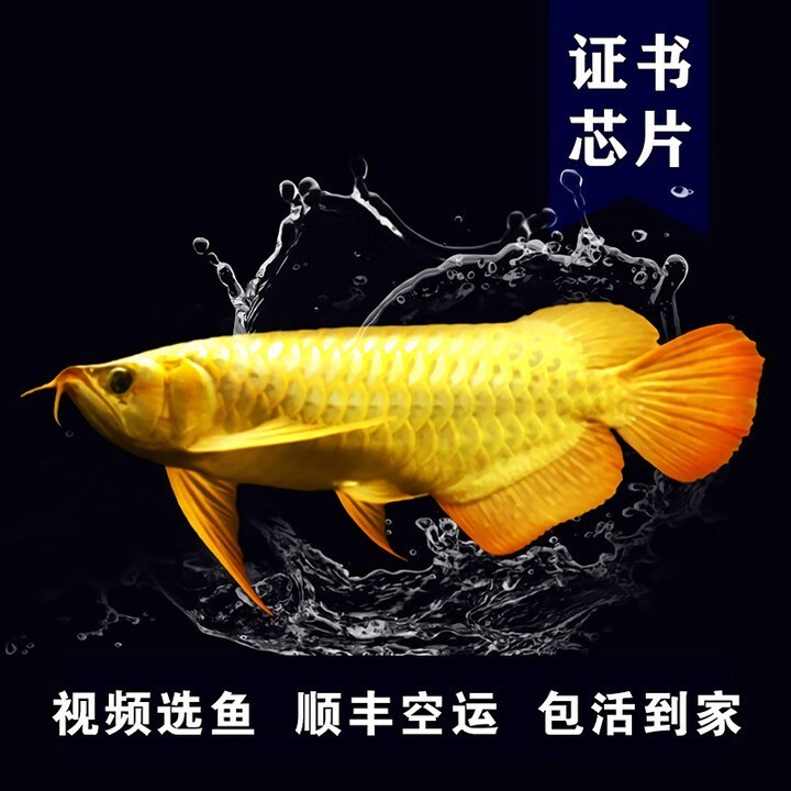 哪個平臺購買藍背龍魚最可靠？（京東藍背龍魚價格排行榜京東藍龍魚價格排行榜） 哪個平臺購買藍背龍魚最可靠？（京東藍背龍魚價格排行榜京東藍龍魚價格排行榜） 龍魚百科