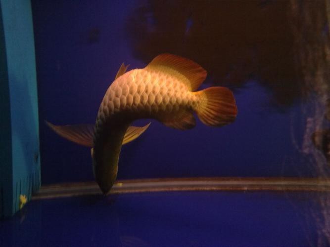 死金龍魚照片（《死金龍魚照片》一張“死金龍魚照片”引發諸多關注與討論）