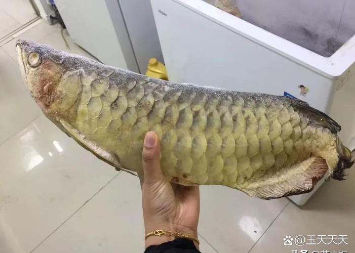 死金龍魚照片（《死金龍魚照片》一張“死金龍魚照片”引發諸多關注與討論）