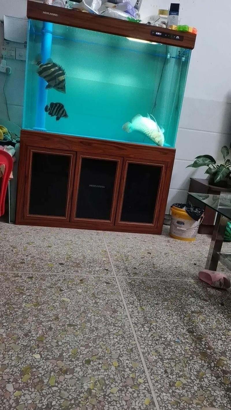 死金龍魚照片（《死金龍魚照片》一張“死金龍魚照片”引發諸多關注與討論）
