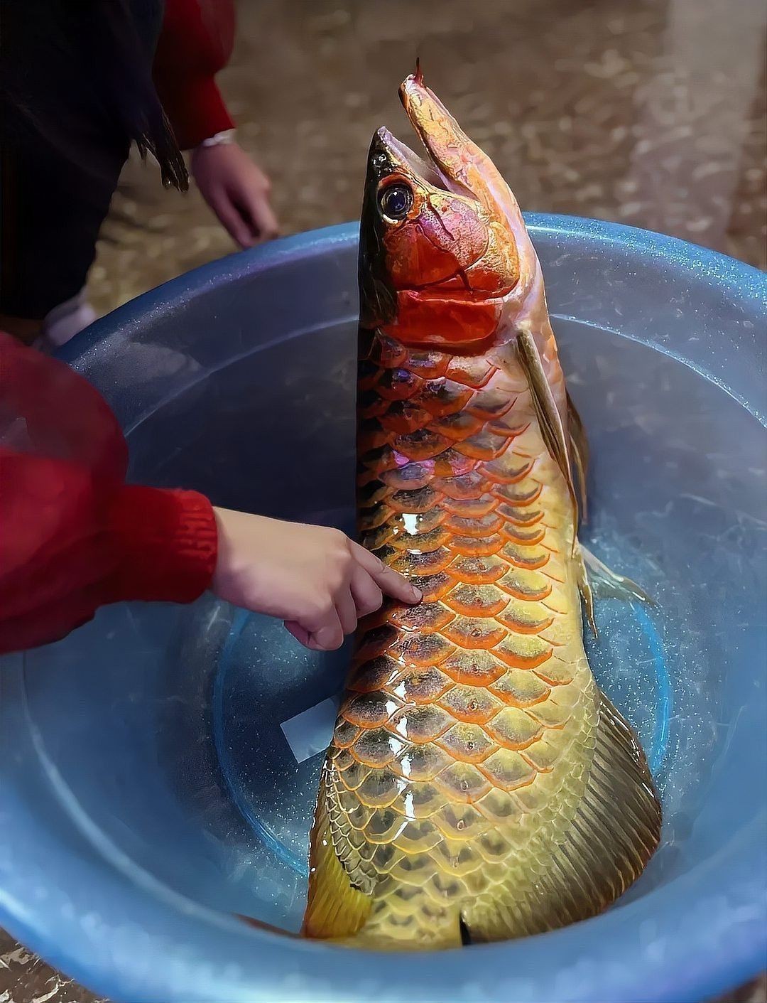 死金龍魚照片（《死金龍魚照片》一張“死金龍魚照片”引發諸多關注與討論）
