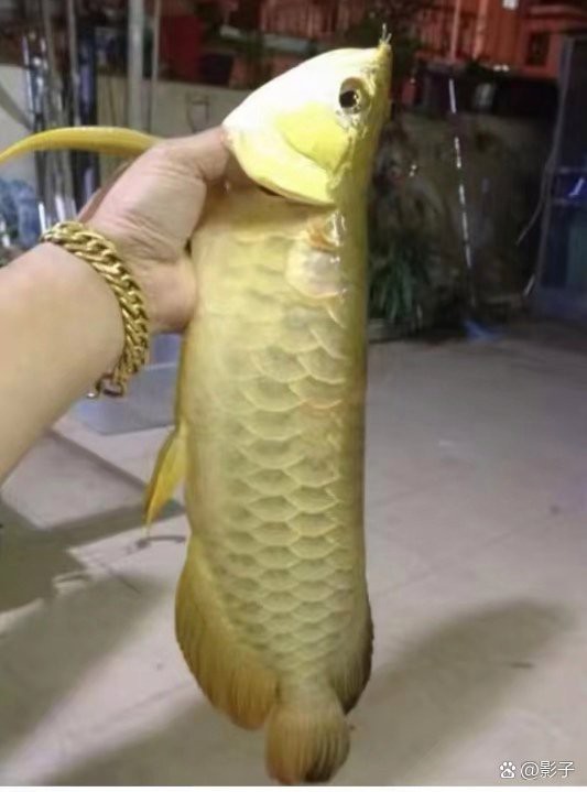 死金龍魚照片（《死金龍魚照片》一張“死金龍魚照片”引發諸多關注與討論）