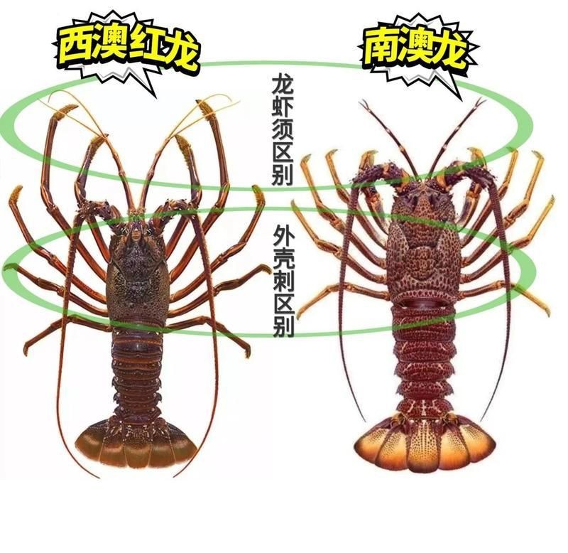 紅龍貴還是澳龍貴(紅龍與澳龍哪個貴) 龍魚論壇 第9張 紅龍貴還是澳龍貴(紅龍與澳龍哪個貴) 紅龍貴還是澳龍貴(紅龍與澳龍哪個貴) 龍魚論壇 第9張