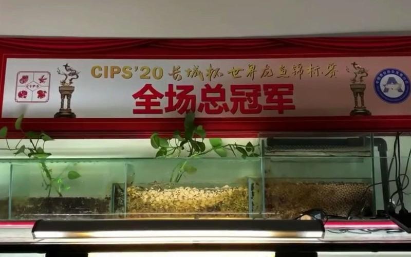 盤古杯世界龍魚錦標賽（“盤古杯”世界龍魚錦標賽，嘟嘟飛蛋糕濾材燃爆了！） 盤古杯世界龍魚錦標賽（“盤古杯”世界龍魚錦標賽，嘟嘟飛蛋糕濾材燃爆了！） 龍魚百科 第4張