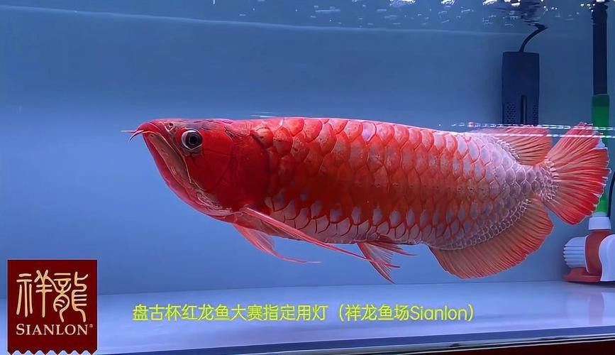 盤古杯世界龍魚錦標賽（“盤古杯”世界龍魚錦標賽，嘟嘟飛蛋糕濾材燃爆了！） 盤古杯世界龍魚錦標賽（“盤古杯”世界龍魚錦標賽，嘟嘟飛蛋糕濾材燃爆了！） 龍魚百科 第5張