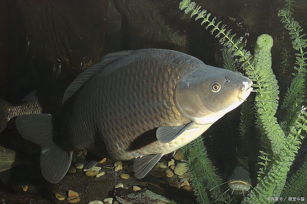 魚突然不活躍,躲在角落（魚類突然不活，怎么辦）