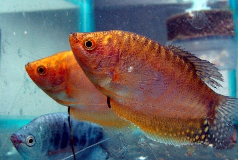 黃曼龍魚和藍曼龍魚哪個好養一點（《黃曼龍魚和藍曼龍魚哪個好養一點》新手養魚必備黃曼龍熱帶魚）