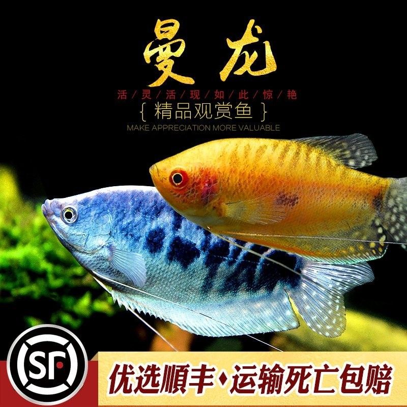 黃曼龍魚和藍曼龍魚哪個好養一點（《黃曼龍魚和藍曼龍魚哪個好養一點》新手養魚必備黃曼龍熱帶魚）