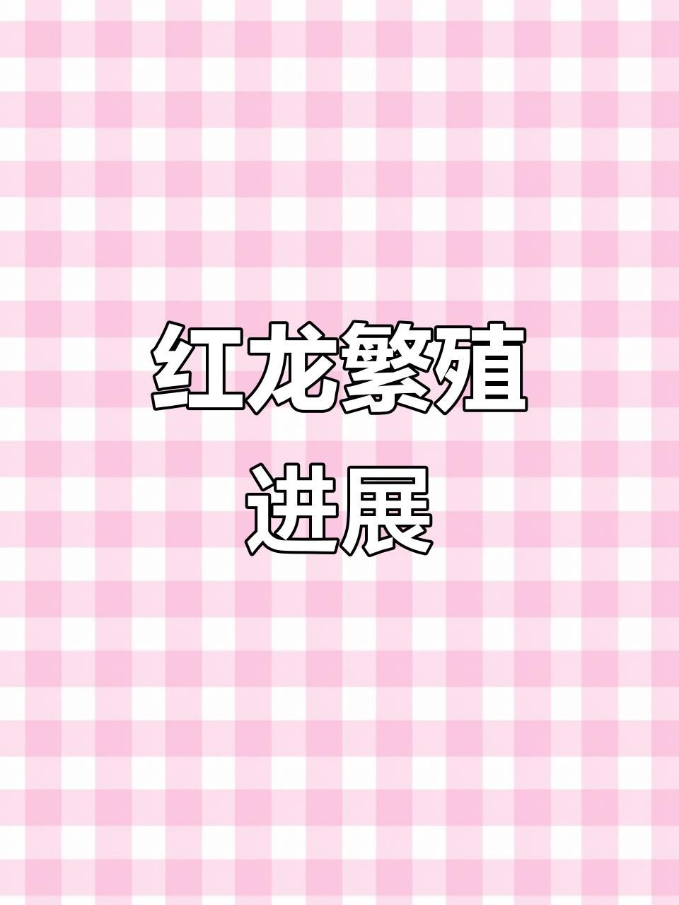 紅龍魚公母繁殖注意事項（紅龍魚公母繁殖的注意事項）