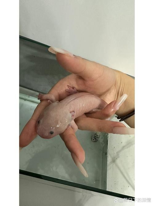 六角恐龍魚死亡照片（“六角恐龍魚死亡照片”直觀呈現(xiàn)出其生命的終結(jié)狀態(tài)）