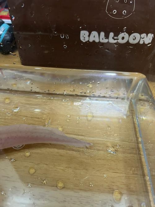 六角恐龍魚死亡照片（“六角恐龍魚死亡照片”直觀呈現(xiàn)出其生命的終結(jié)狀態(tài)）