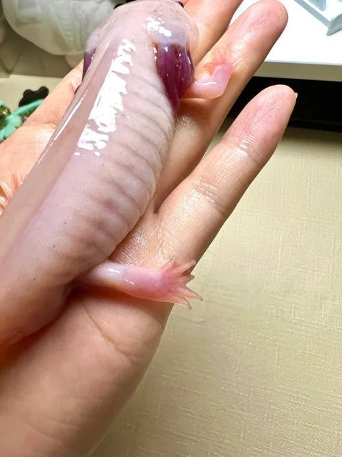 龍魚水泡病復發，堅持這些方法，你的龍魚就能更健康啦，如何判斷龍魚是否患有水泡?。?></span></p><h3>一、<a href=