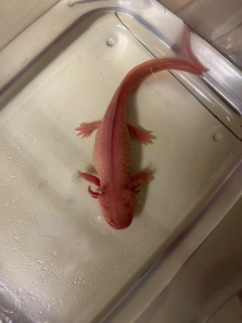 福州魚缸廠家直銷店，，福州魚缸廠家直銷店