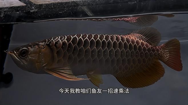 龍魚古典藍(lán)底長大是什么樣子（《龍魚古典藍(lán)底長大是什么樣子》）