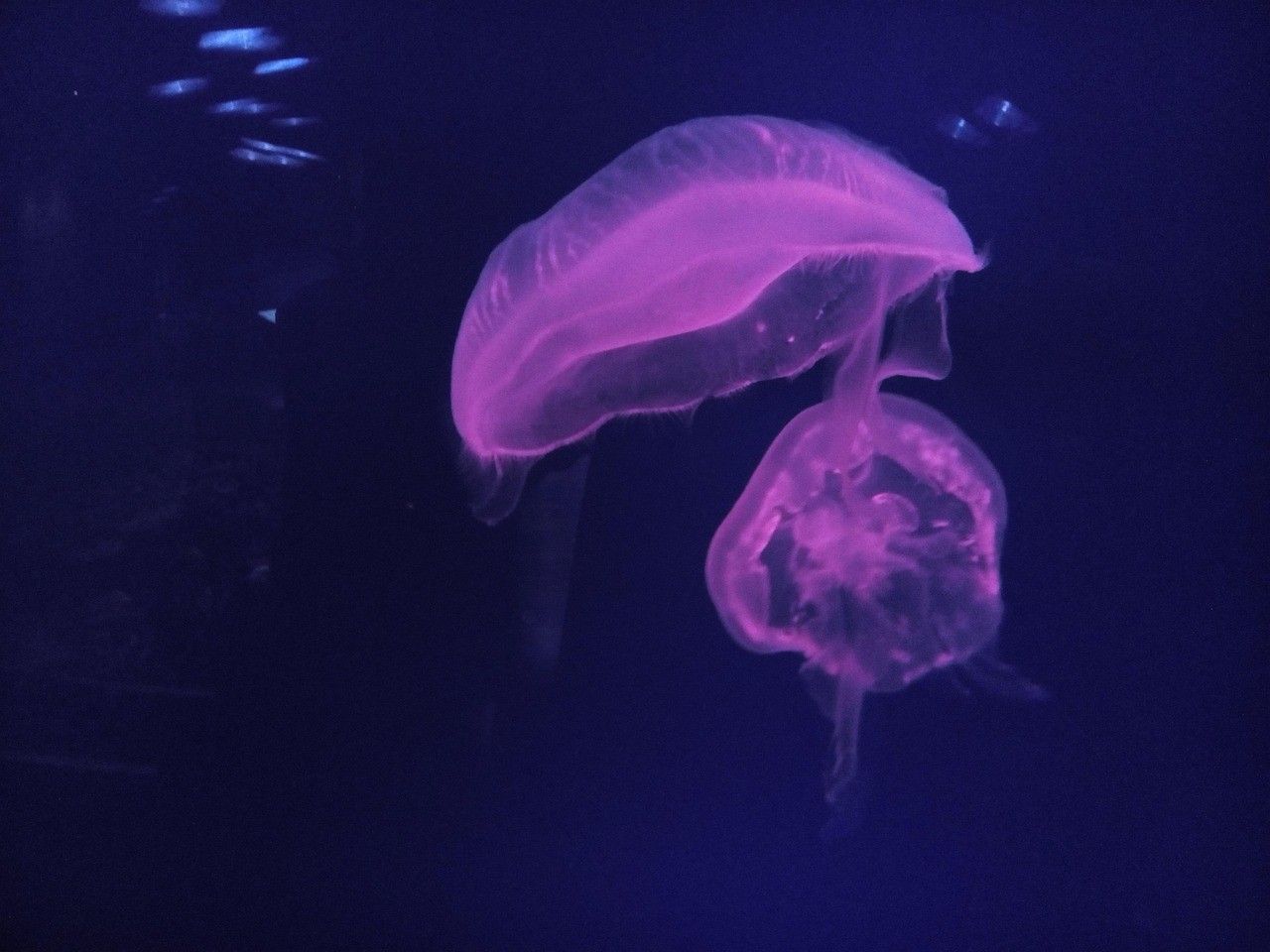 大通縣新林水族館：大通縣新林水族館電話（云南大通縣新林水族館是一家知名水族館的電話號碼）