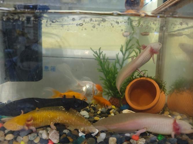 赤荔鳳冠魚和龍魚混養有哪些成功案例，赤荔鳳冠魚和龍魚混養成功案例