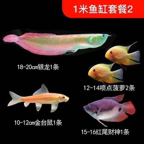 銀龍魚缸尺寸圖片欣賞（銀龍魚作為熱帶觀賞魚，其魚缸尺寸的選擇至關(guān)重要）