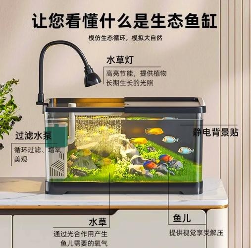 銀龍魚缸尺寸圖片欣賞（銀龍魚作為熱帶觀賞魚，其魚缸尺寸的選擇至關(guān)重要）