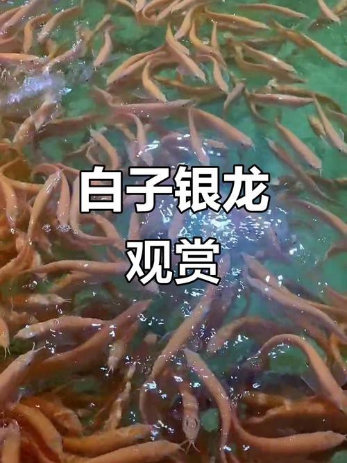 白子銀龍魚圖片高清（白子銀龍魚圖片欣賞）
