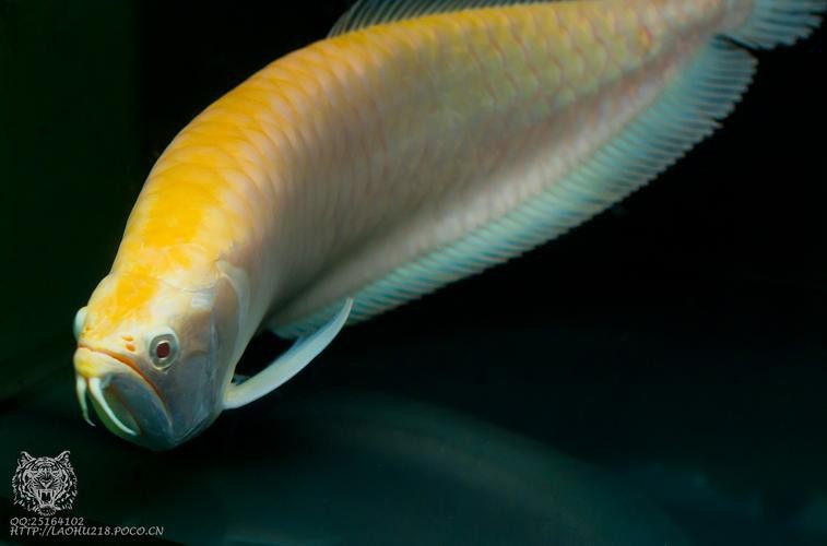 白子銀龍魚圖片高清（白子銀龍魚圖片欣賞）