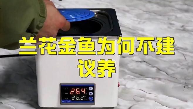 金魚為什么不建議養(yǎng)（虎頭金魚為什么不建議養(yǎng)金魚為什么不建議養(yǎng)綠韻天使）