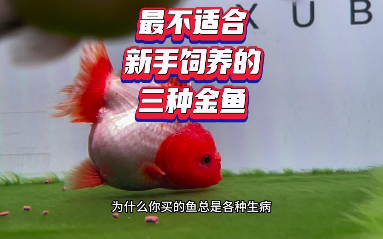 金魚為什么不建議養(yǎng)（虎頭金魚為什么不建議養(yǎng)金魚為什么不建議養(yǎng)綠韻天使）