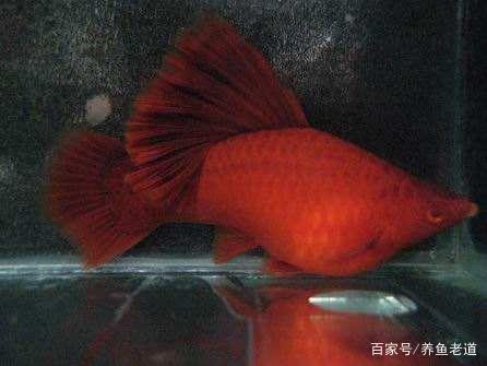 富拉爾基日昇水族館（富拉爾基日出日落時間）（吉林省延邊朝鮮族自治州延吉市富拉爾基日昇水族館）
