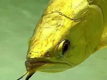 珠海龍魚觀賞魚 龍魚世家水族館可靠（珠海龍魚世家水族館可靠嗎） 珠海龍魚觀賞魚 龍魚世家水族館可靠（珠海龍魚世家水族館可靠嗎） 龍魚百科 第9張