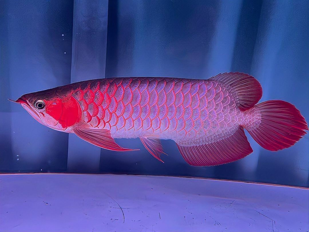 珠海龍魚觀賞魚 龍魚世家水族館可靠（珠海龍魚世家水族館可靠嗎） 珠海龍魚觀賞魚 龍魚世家水族館可靠（珠海龍魚世家水族館可靠嗎） 龍魚百科 第8張