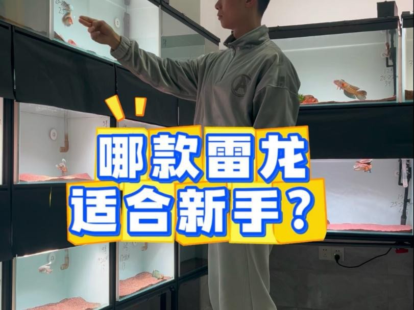 哪種雷龍魚適合新手（哪種雷龍魚適合新手養？）