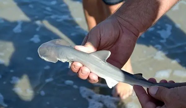 淡水鯊魚不能養的原因（養殖淡水鯊魚需要注意哪些問題？）