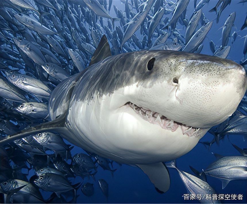 淡水鯊魚不能養的原因（養殖淡水鯊魚需要注意哪些問題？）