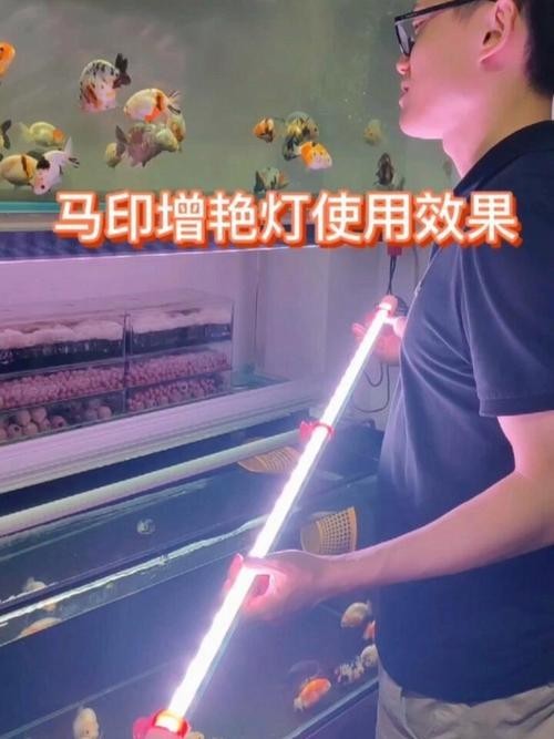 龍魚燈應該選擇什么品牌？（龍魚燈什么牌子最好）