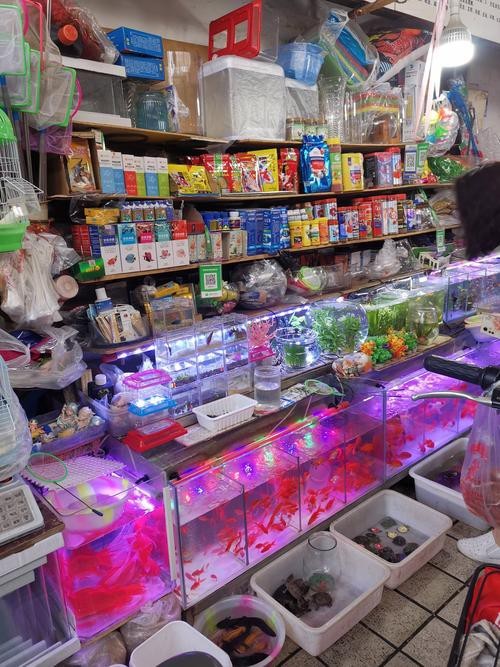 蘭州新區金龍魚批發市場(蘭州新區金龍魚批發市場是當地重要的食品及日用品集散地) 龍魚百科 第1張 蘭州新區金龍魚批發市場(蘭州新區金龍魚批發市場是當地重要的食品及日用品集散地) 蘭州新區金龍魚批發市場(蘭州新區金龍魚批發市場是當地重要的食品及日用品集散地) 龍魚百科 第1張