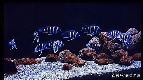 魚缸白底黑背景的利弊（魚缸白底黑背景的利弊分析）