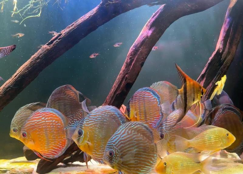 魚缸白底黑背景的利弊（魚缸白底黑背景的利弊分析）