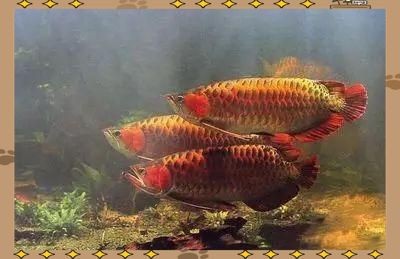 紅龍魚排名（紅龍魚的品種及種類及種類）