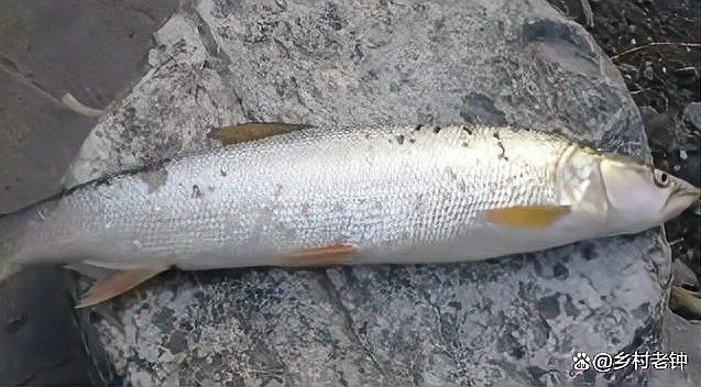 淡水老虎魚價格多少一斤（淡水老虎魚的價格） 淡水老虎魚價格多少一斤（淡水老虎魚的價格） 龍魚論壇 第1張