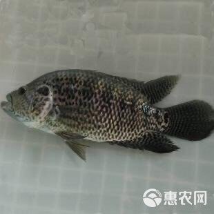 淡水老虎魚價格多少一斤（淡水老虎魚的價格） 淡水老虎魚價格多少一斤（淡水老虎魚的價格） 龍魚論壇 第3張