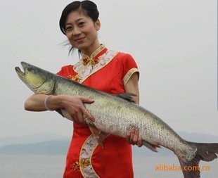 淡水老虎魚價格多少一斤（淡水老虎魚的價格） 淡水老虎魚價格多少一斤（淡水老虎魚的價格） 龍魚論壇 第2張