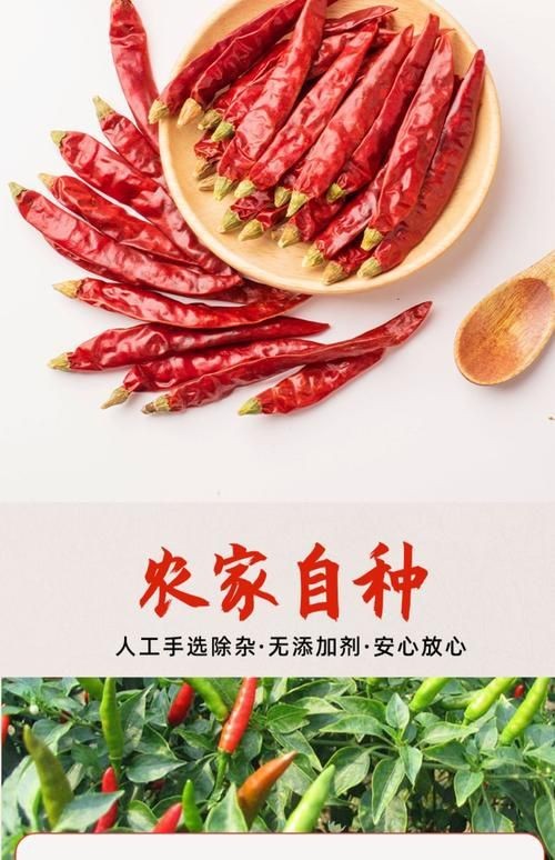 大湖紅龍和辣椒紅龍哪個更受歡迎，大湖紅龍和辣椒紅龍的區(qū)別 大湖紅龍和辣椒紅龍哪個更受歡迎，大湖紅龍和辣椒紅龍的區(qū)別 龍魚百科 第1張