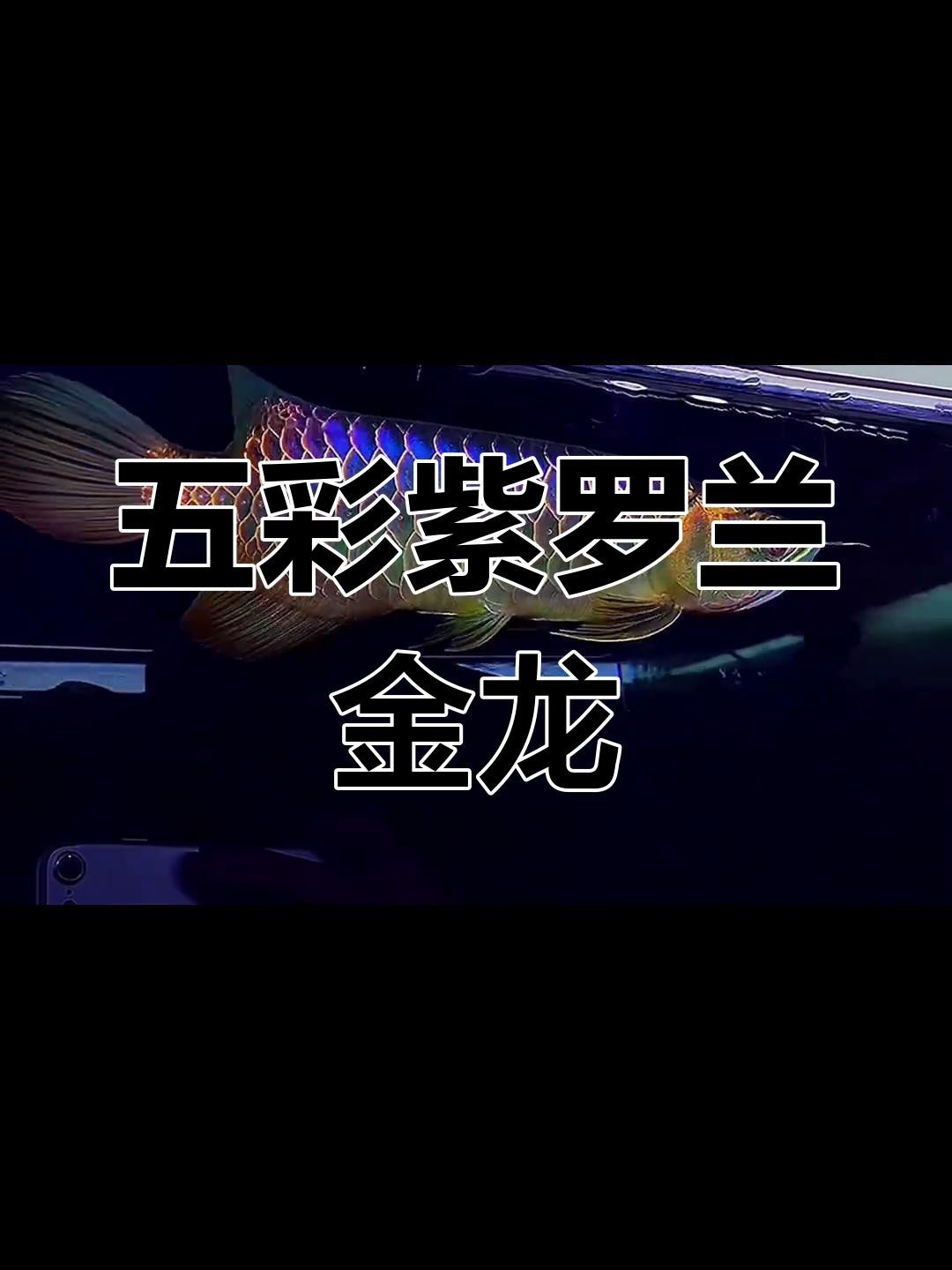 古典過背金龍有哪些著名的品種？（古典過背金龍品種排行，藍底古典過背金龍的價格是多少）