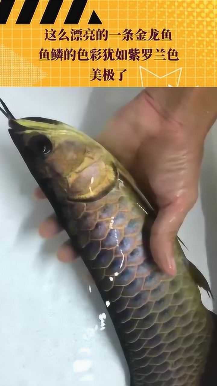 古典過背金龍有哪些著名的品種？（古典過背金龍品種排行，藍底古典過背金龍的價格是多少）