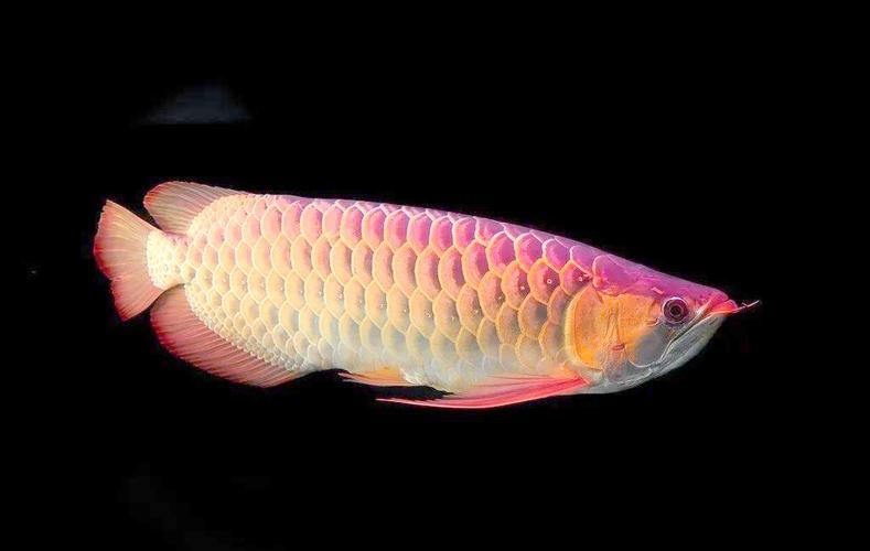神龍魚圖片大全大圖（《神龍魚圖片大全大圖》）