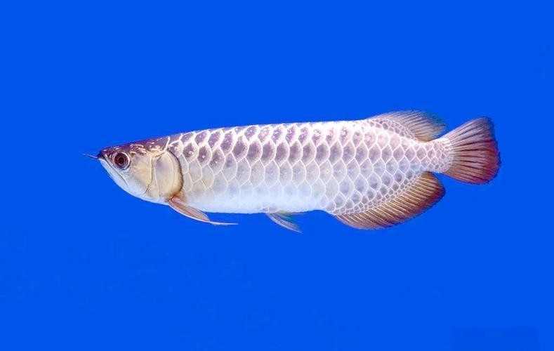 神龍魚圖片大全大圖（《神龍魚圖片大全大圖》）