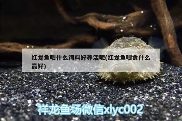 大連西崗華南水族行（大連華南海鮮市場在哪里）（大連華南水族行）